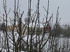 Neujahrsmorgen 2011