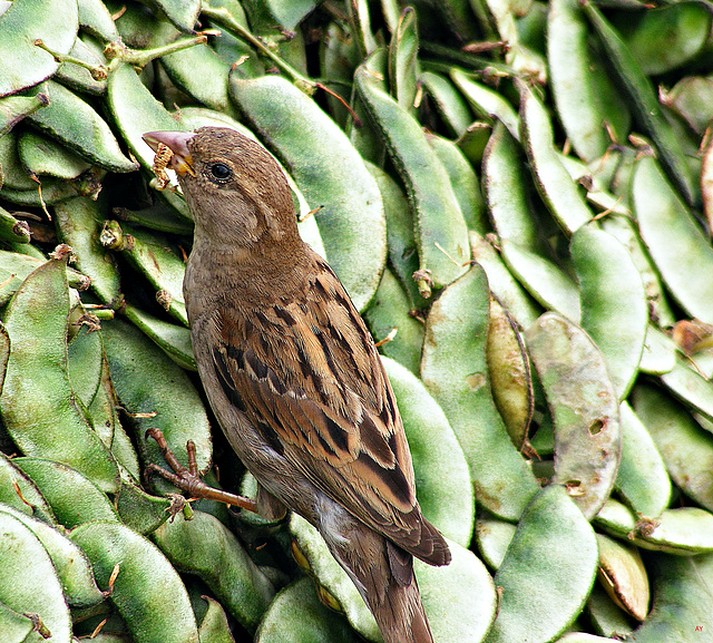 Bird and beans