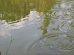 Catfish pond