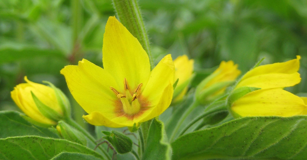 punktierter Gilbweiderich - Tüpfelstern (Lysimachia punctata)