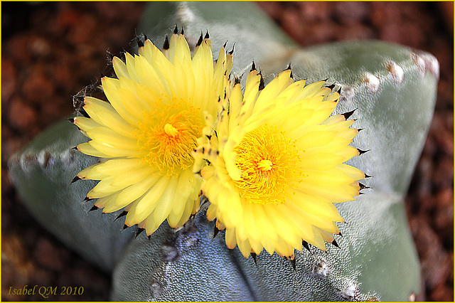 Astrophytum myriostygma