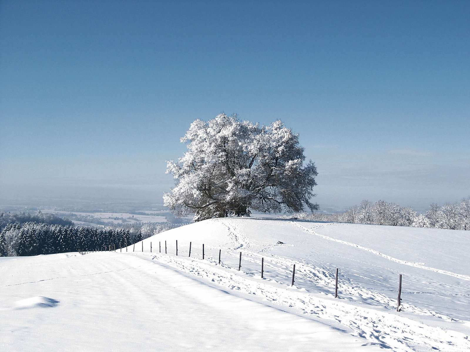 Zundelbacher Linde