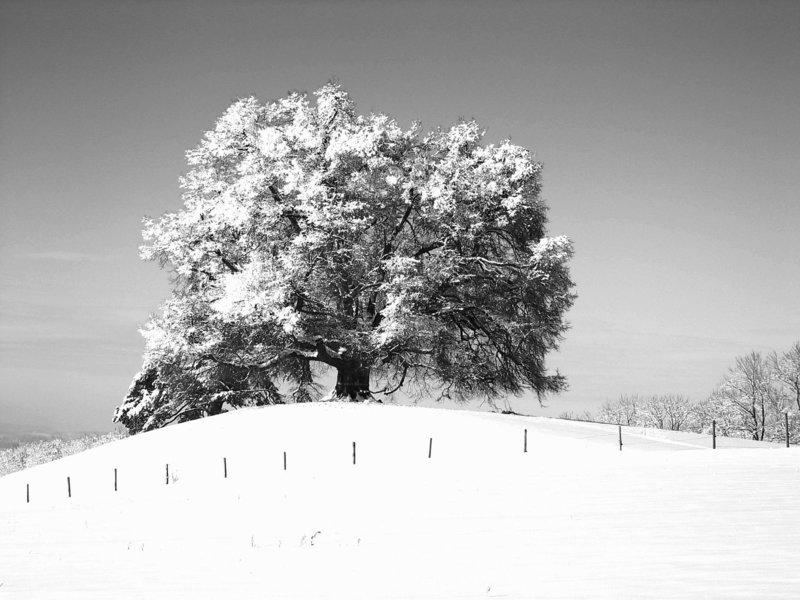 Zundelbacher Linde in  black and white