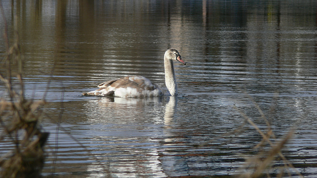 Regental: Am Fluss