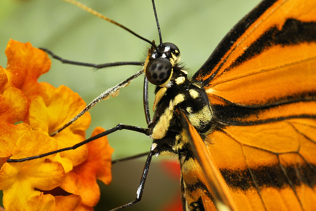 Where Every Day is Hallowe'en – Brookside Gardens