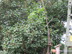 Flieder - Nußbaum