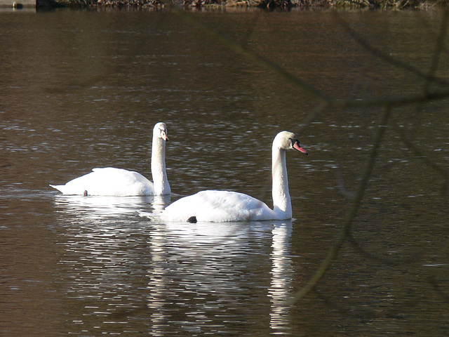 Schwäne im Fluss Regen