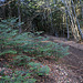 Germinations de Sapins