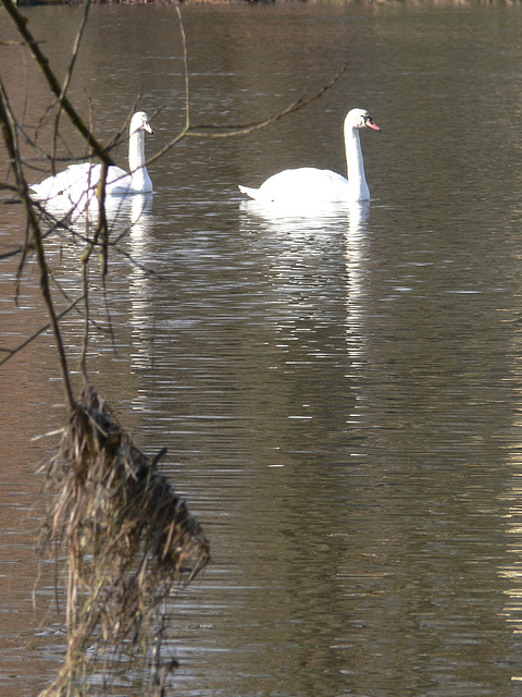 Schwäne im Fluss Regen