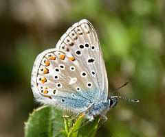 Blue butterfly