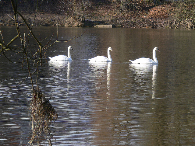 Schwäne im Fluss Regen