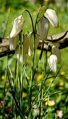 Fritillaries in the shade