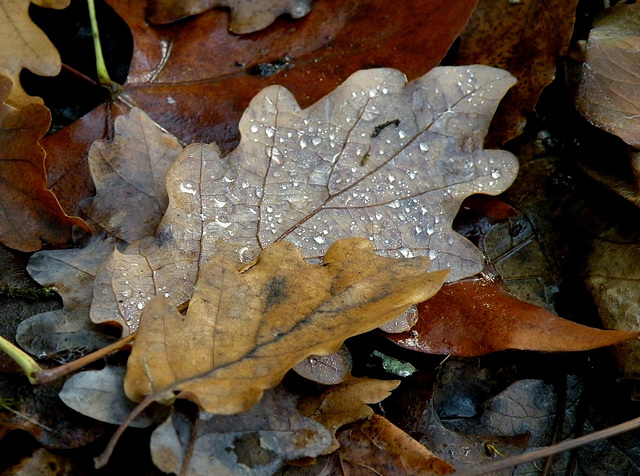 11novembre 2011 (2) 064