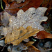 11novembre 2011 (2) 064