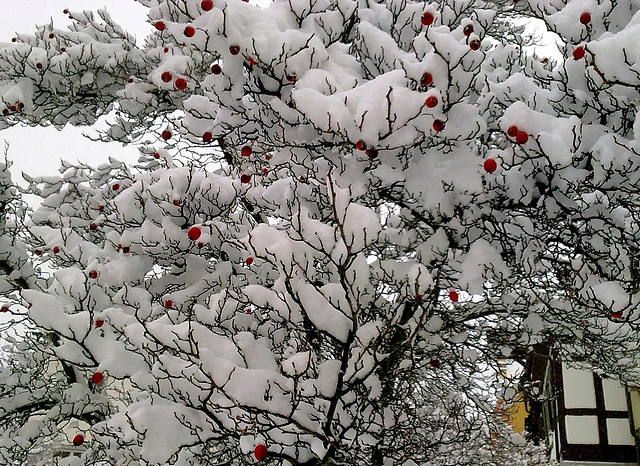 Rote Früchte