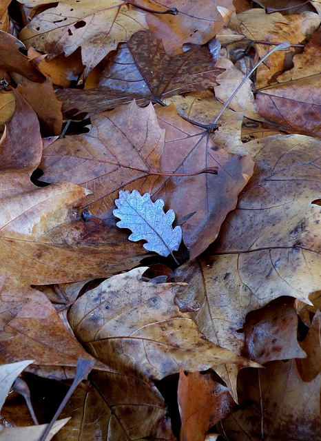 11novembre 2011 (2) 054