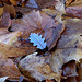 11novembre 2011 (2) 054