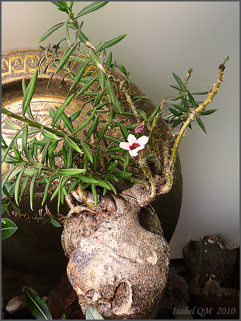 Pachypodium bispinosum