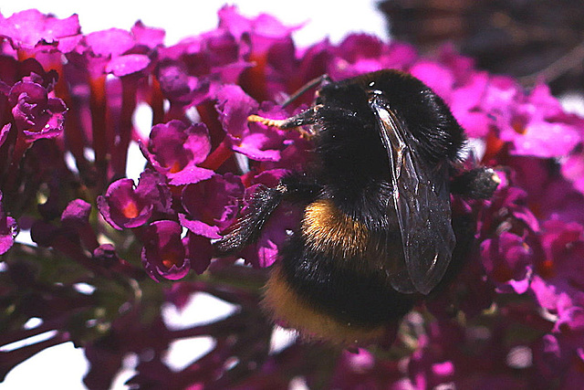 20100729 6930Mw [D~LIP] Hummel, Bad Salzuflen