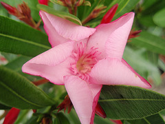 nerium oleander P6210156