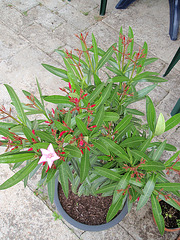 nerium oleander P6210158