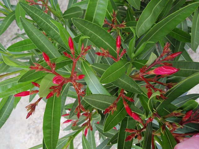 nerium oleander P6210159