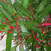 nerium oleander P6210159