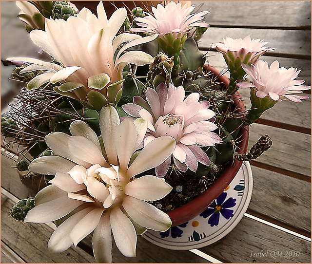 Gymnocalycium pungens