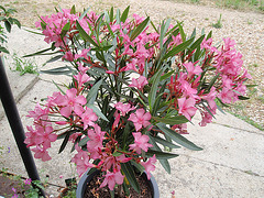 nerium oleander P7160179