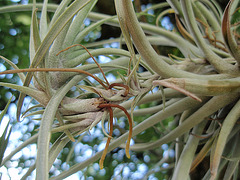 tillandsia aéranthos P8010077