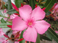 nerium oleander P7160180