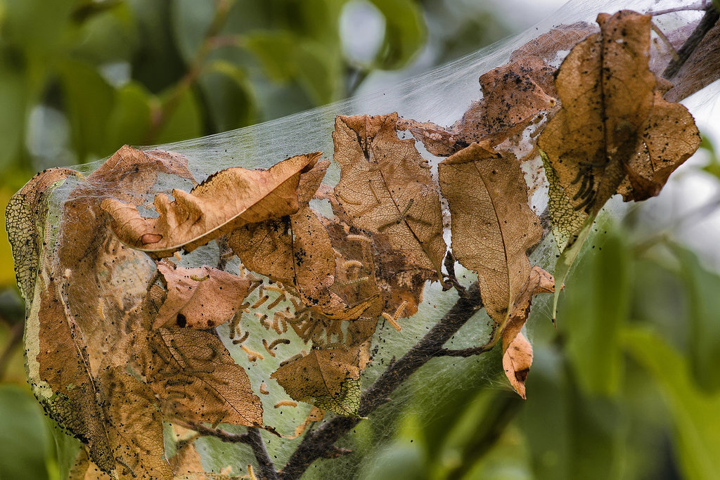 The Web of Life – Great Falls, Maryland