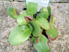 bergenia cordifolia PB070033