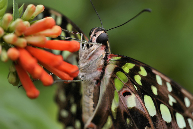 The Least of the Mohicans – Brookside Gardens