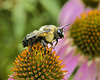 The Bee Went Over the Mountain – Brookside Gardens