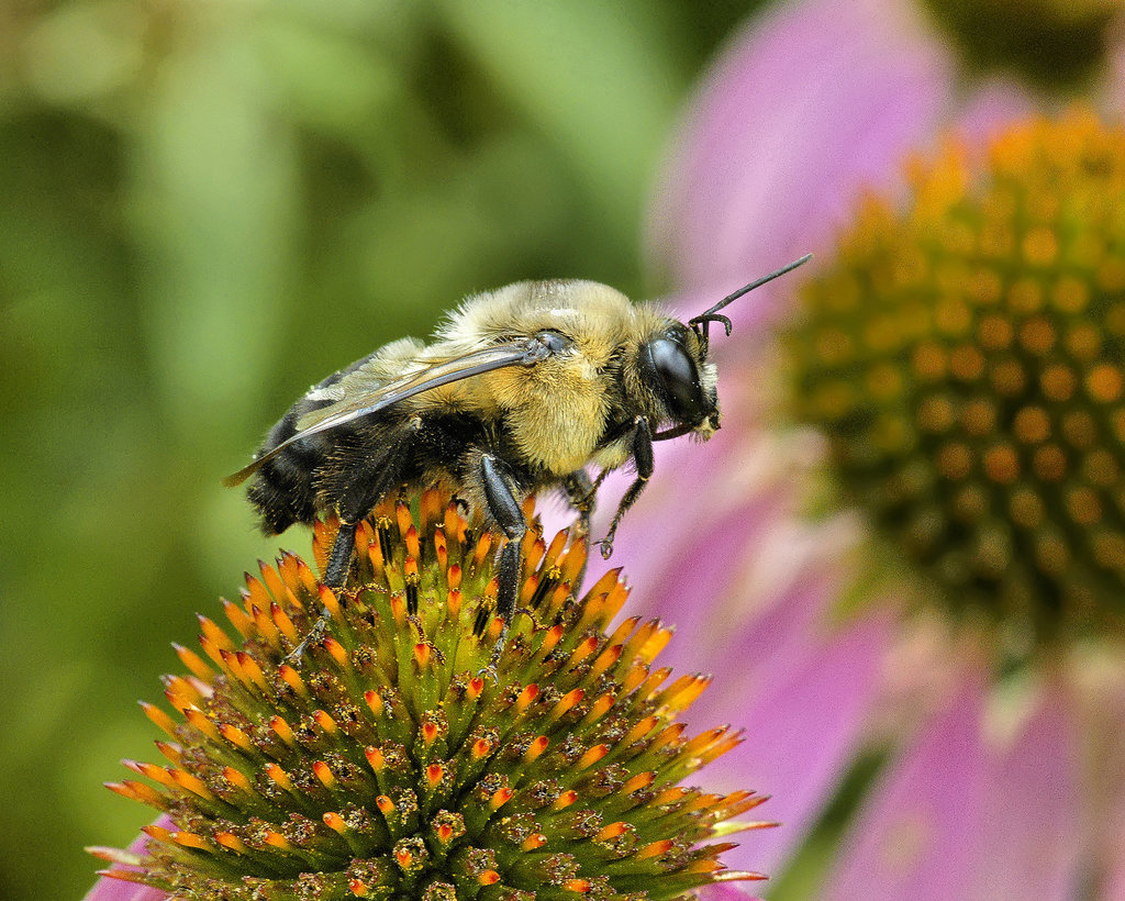 The Bee Went Over the Mountain – Brookside Gardens