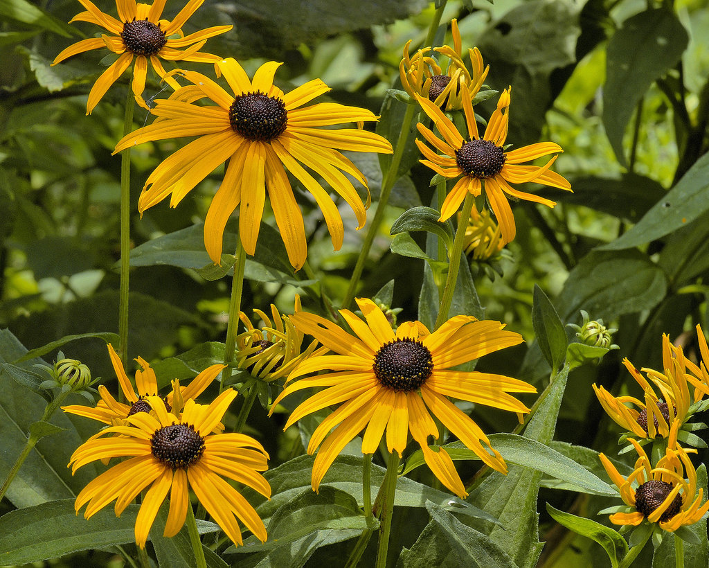The Dance of the Flowers – Brookside Gardens