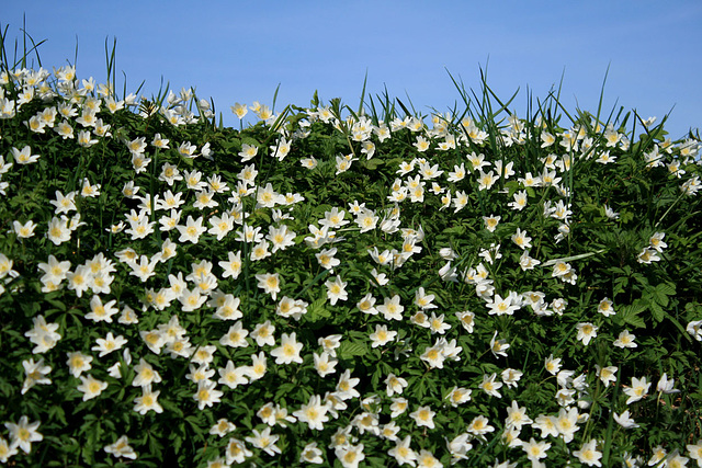 A bank of wood-anemones