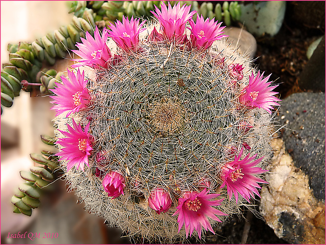 Mammillaria hahniana