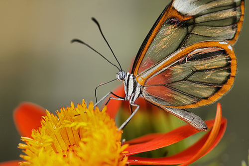 Costa Rica Clearwing – Brookside Gardens