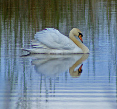 peaceful swan