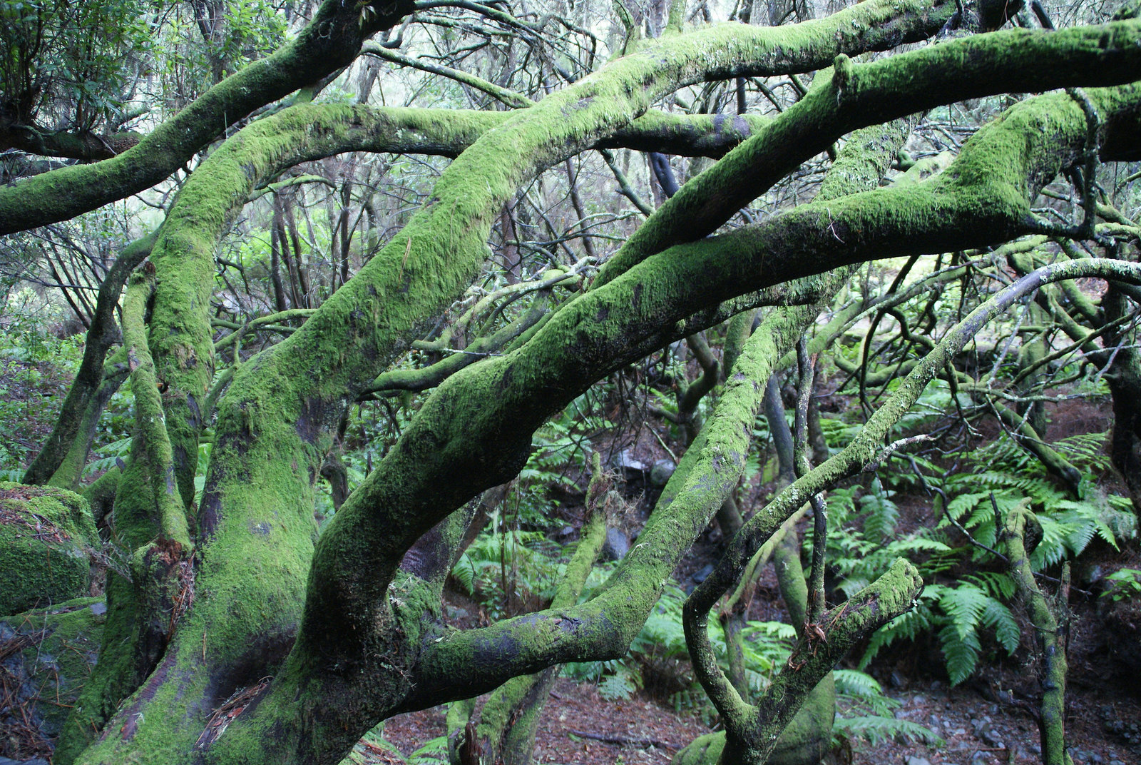 Fangorn