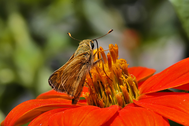 French Marigold – Brookside Gardens