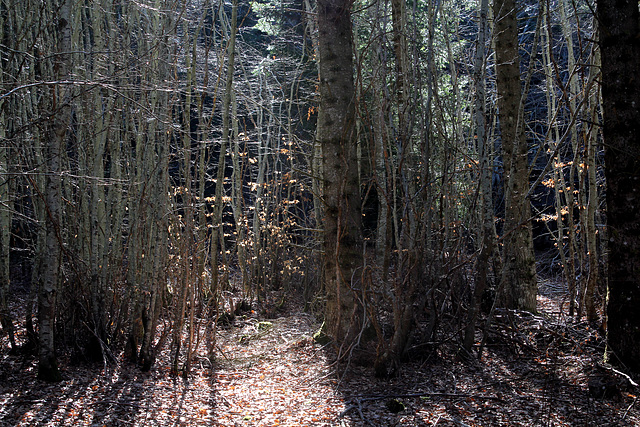 Hêtraie sapinière des Monts Breysse- 43 (19)