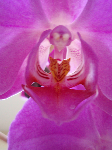 phalaenopsis P1310251