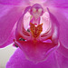 phalaenopsis P1310251