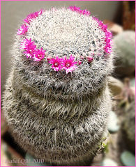 Mammillaria