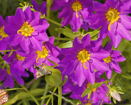 Marsh Rose Gentian – National Arboretum, Washington DC