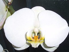 phalaenopsis P2030282