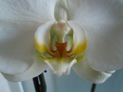 phalaenopsis P2030283